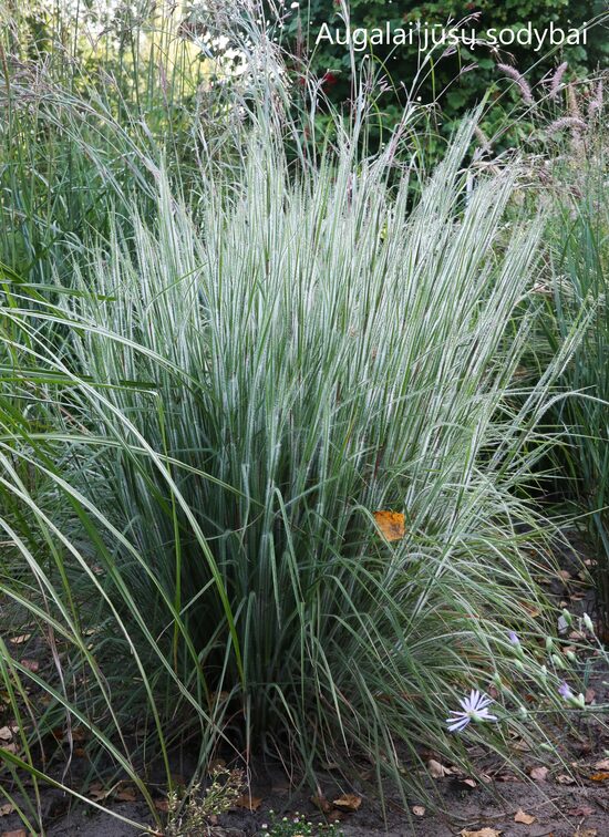 Barzdūnas kupstinis (Schizachyrium scoparium) 'Ha Ha Tonka'